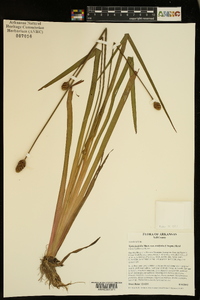 Xyris laxifolia image