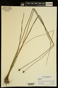 Xyris torta image