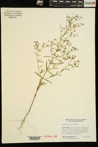 Trichostema setaceum image