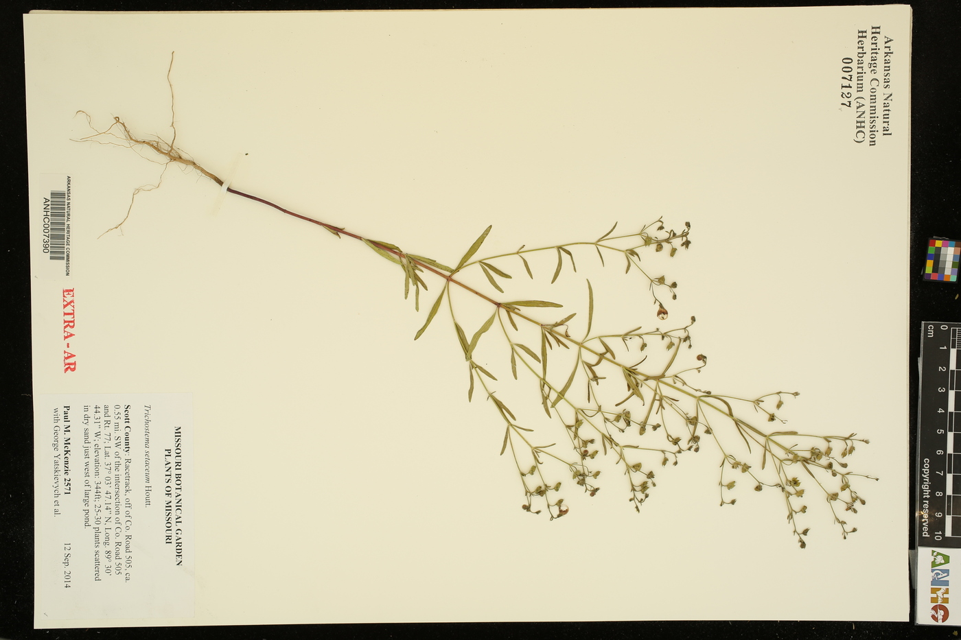 Trichostema setaceum image