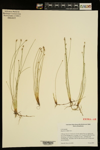 Eleocharis albida image