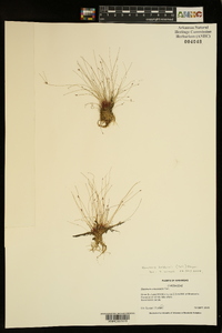 Eleocharis baldwinii image