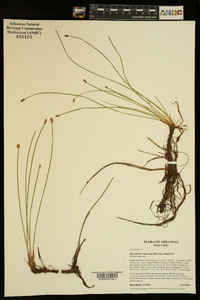 Eleocharis compressa image