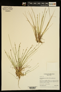 Eleocharis flavescens var. flavescens image