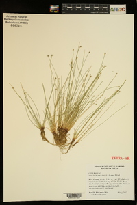 Eleocharis geniculata image