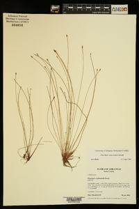 Eleocharis lanceolata image