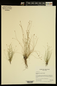 Eleocharis lanceolata image