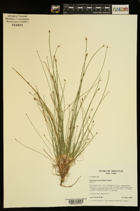Eleocharis lanceolata image