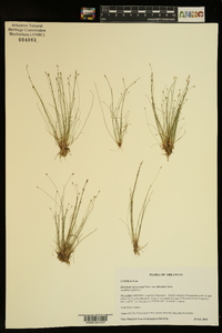 Eleocharis microcarpa image