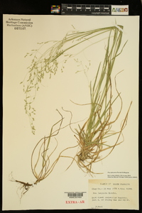 Poa saltuensis image