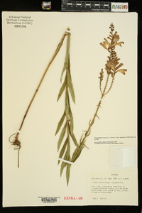 Physostegia virginiana subsp. praemorsa image