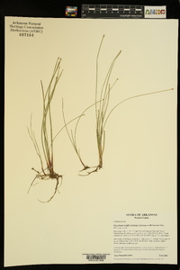 Eleocharis wolfii image