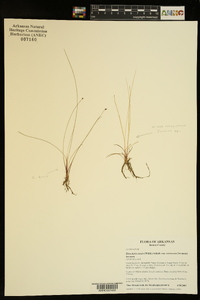 Eleocharis tenuis image