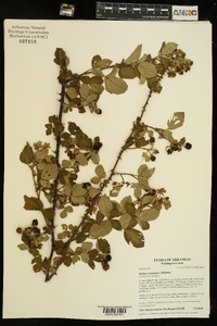 Rubus serissimus image