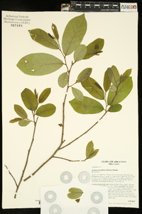 Asimina parviflora image