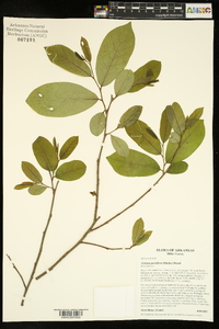 Asimina parviflora image