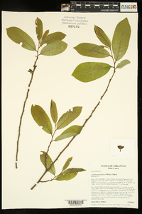 Asimina parviflora image