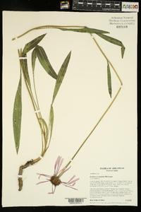 Echinacea simulata image