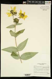 Silphium integrifolium var. laeve image