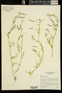 Lathyrus pusillus image