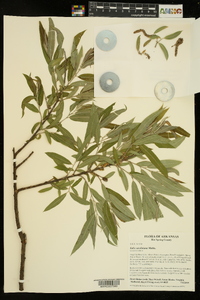 Salix caroliniana image