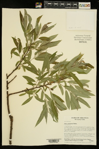 Salix caroliniana image