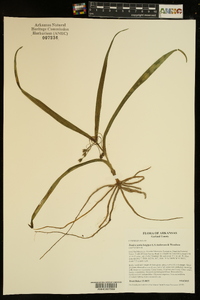 Tradescantia longipes image