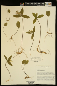 Trillium texanum image