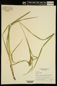 Carex typhina image