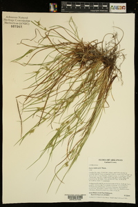 Carex bulbostylis image