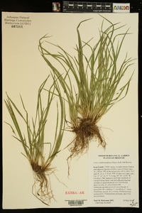 Carex cumberlandensis image