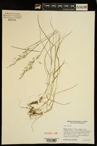 Poa trivialis image