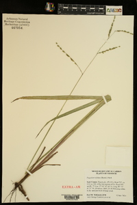 Paspalum bifidum image