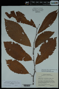 Castanea pumila var. ozarkensis image