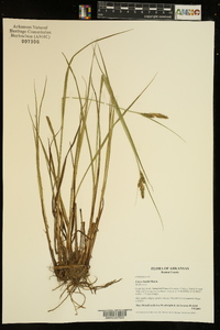 Carex bushii image