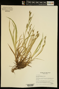 Carex davisii image