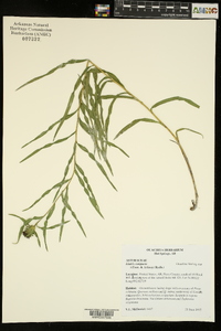 Liatris compacta image