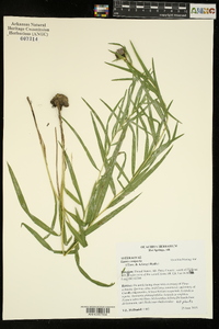 Liatris compacta image