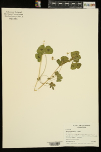 Medicago arabica image