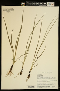 Hypoxis sessilis image