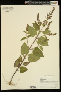 Scutellaria ovata image