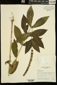 Stachys iltisii image