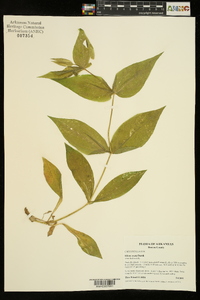 Silene ovata image