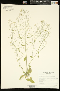 Arabidopsis thaliana image