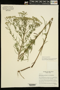 Eupatorium hyssopifolium image