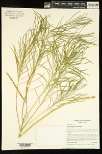 Amsonia hubrichtii image