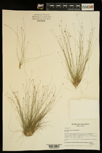 Eleocharis microcarpa image