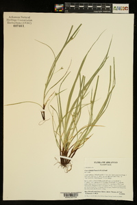 Carex timida image