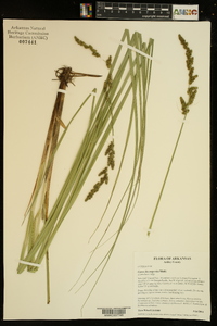 Carex decomposita image