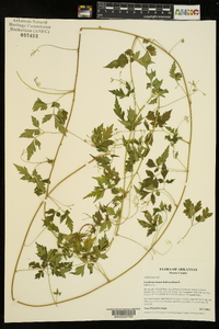 Cardiospermum halicacabum image